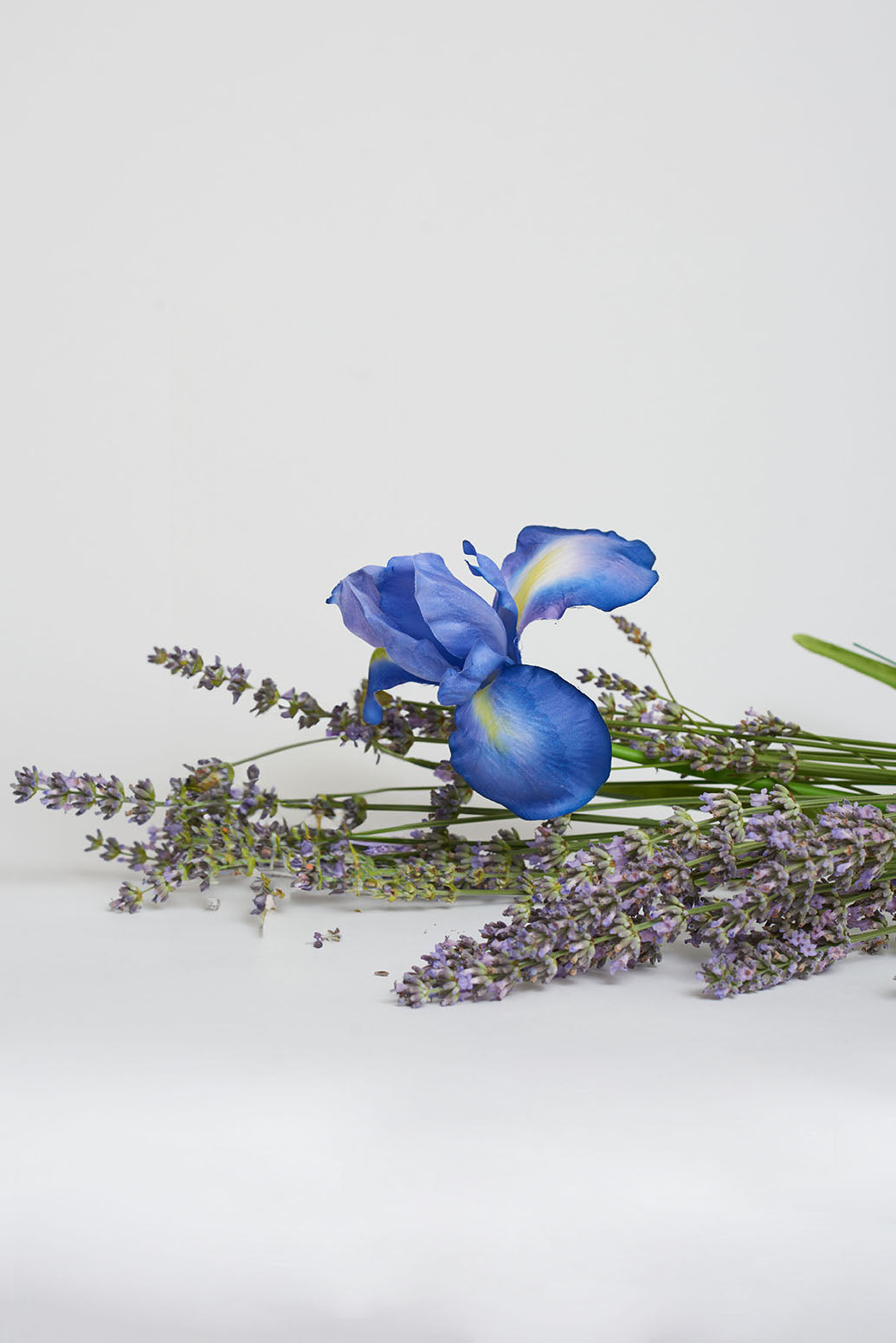 Lilac and Violet